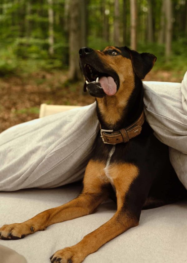 Hund zieht gluecklich aus auf Bett in grauer Bio-Baumwollbettwäsche